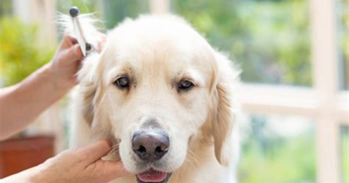 Grandma Gives Golden Retriever a Crisp Side Part Why the Viral Makeover Broke The