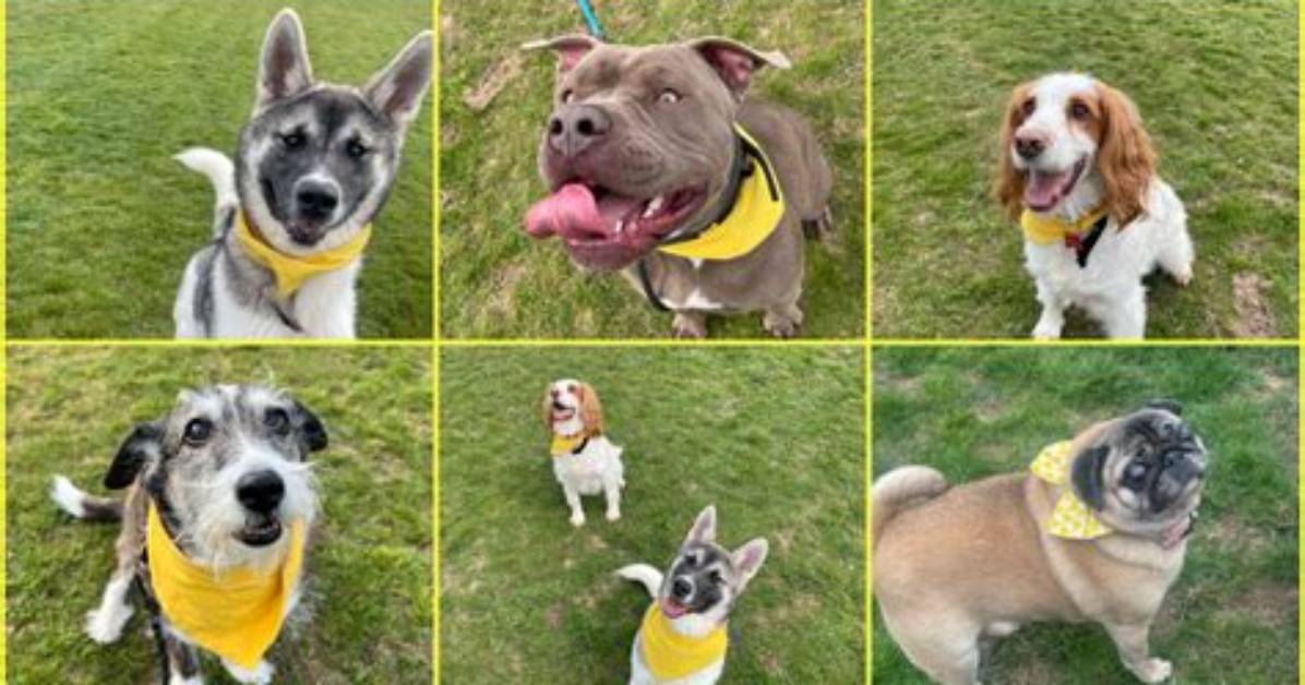 Have You Seen a Dog Wearing Yellow the Critical Safety Meaning Behind the Yellow