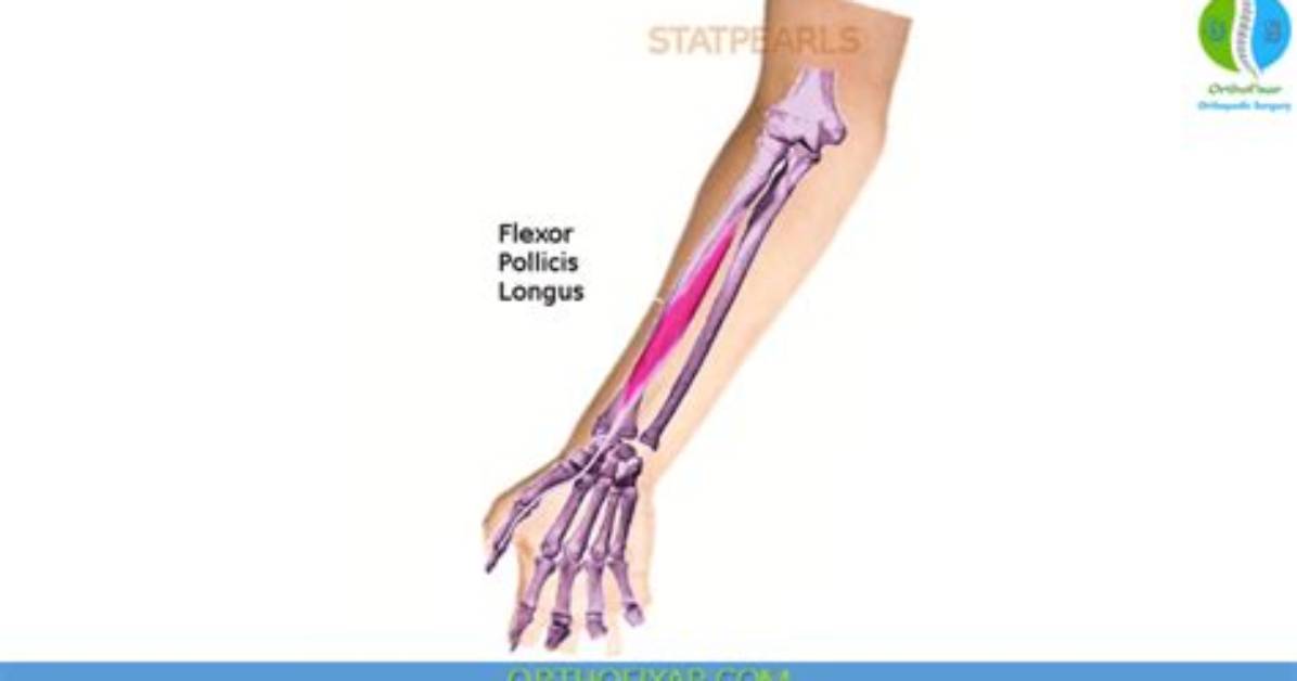 Hidden Variations of the Flexor Pollicis Longus Novel Accessory Muscles Uncovered in Recent
