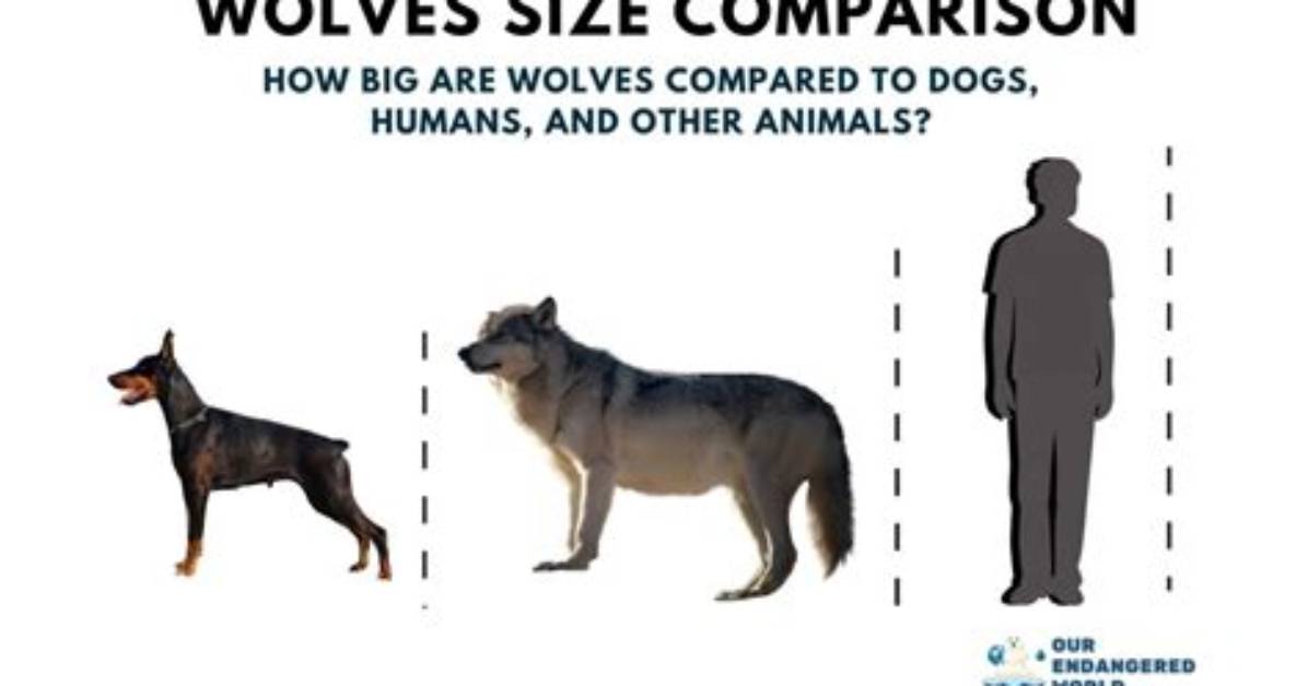 How Big Is a Wolf Dimensions Subspecies Differences And