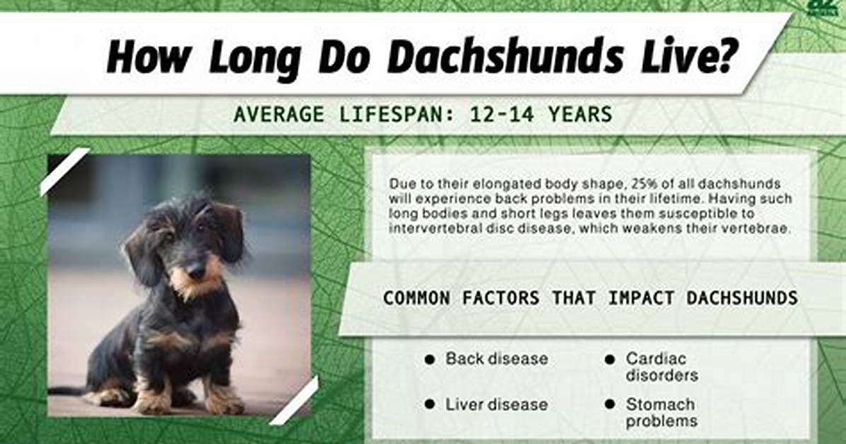 How Long Do Dachshunds Really Live the Surprising Truth Behind