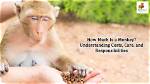 How Much Is a Pet Monkey? Complete Price, Species, and Ownership Faq