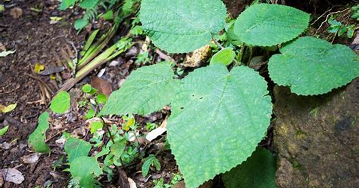 How to Identify the Gympie Gympie Plant in the Wild Before It S Too