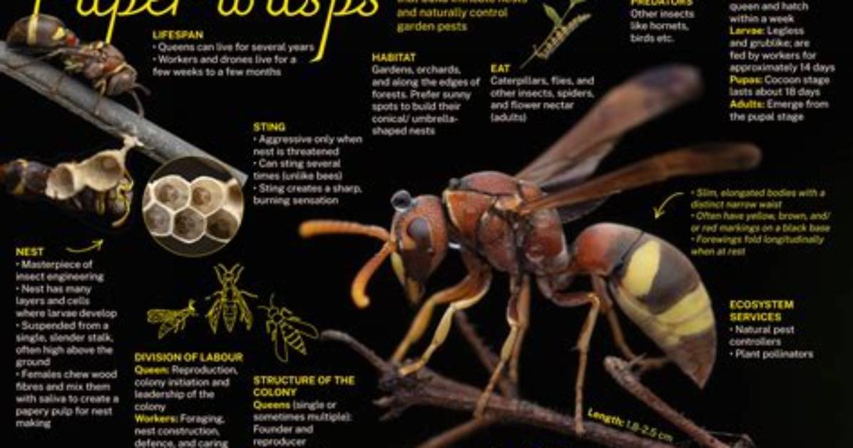 How to Make a Paper Wasp the Complete Guide to Crafts And