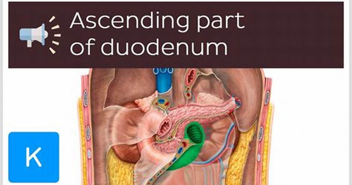 How to Pronounce Duodenum Correctly Syllable Guide Audio Tips And