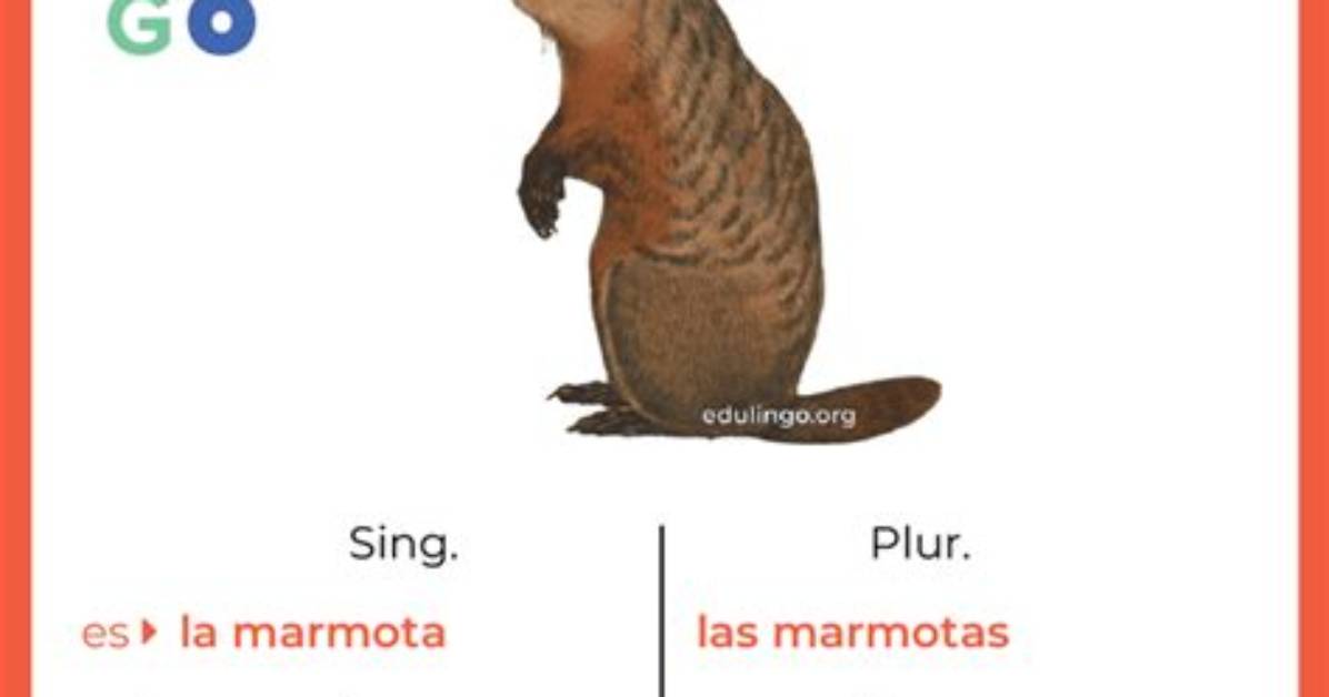 How to Say Groundhog En Espanol Full Translation Folklore And