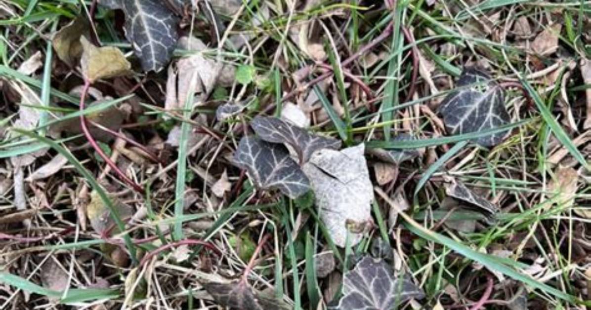 How to Spot Poison Ivy in Grass Tell Tale Signs And
