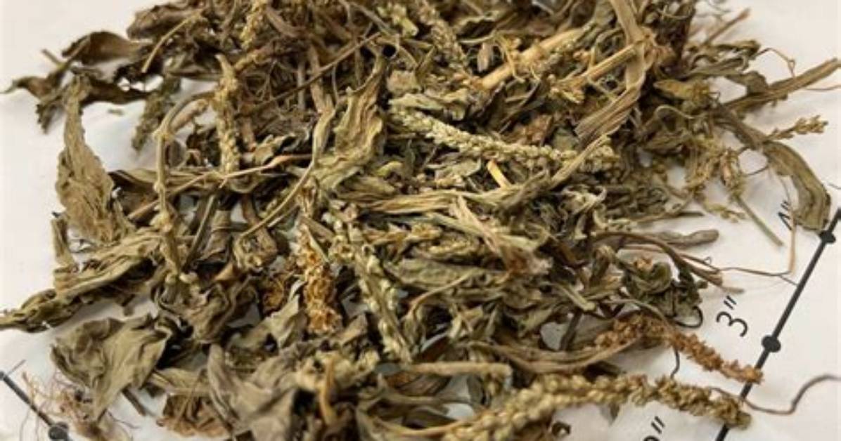 Ichihoteru Qian Cao Qiaono Li Shito Bumi Kai Yekaradogguhoteruheno Zhuan Huanwo Che Di Jie