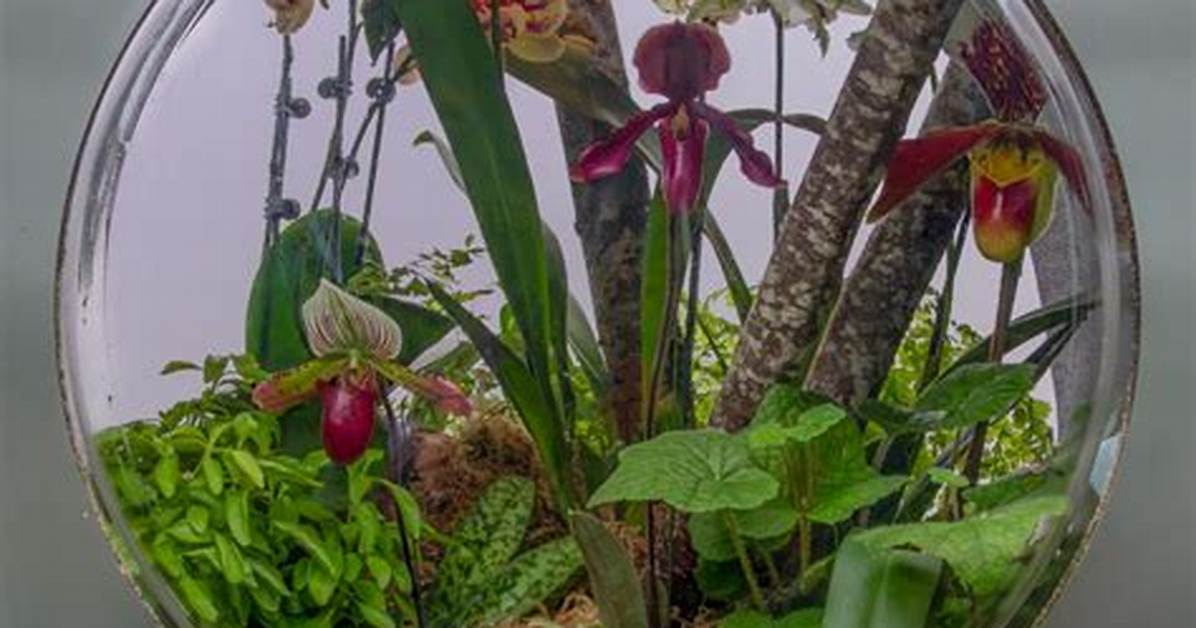 Inside Concrete Jungle 7 000 Orchids Transform the Ny
