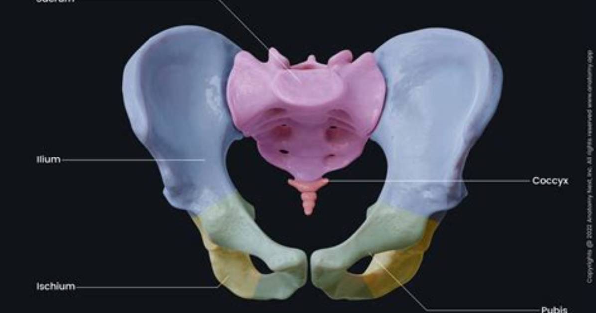 Inside Pelvic Anatomy How Air Enters the Body and Why Queefing Is