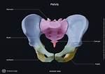 Inside Pelvic Anatomy: How Air Enters the Body and Why Queefing Is Harmless