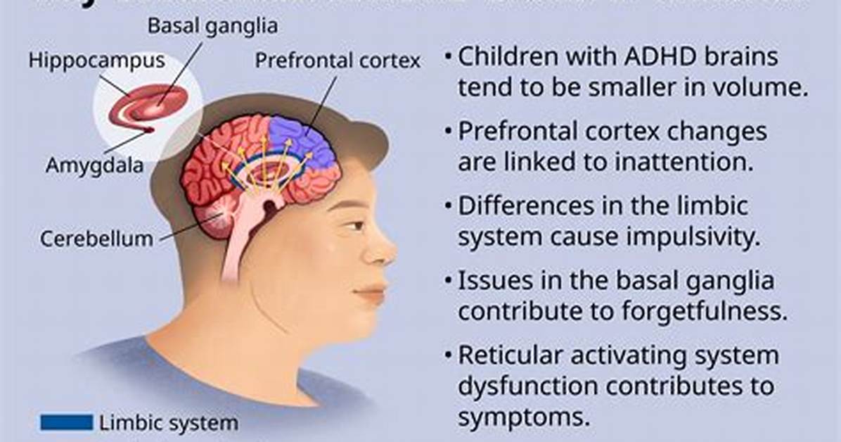Inside the Adhd Brain Clinical Proof of How Intuniv Strengthens