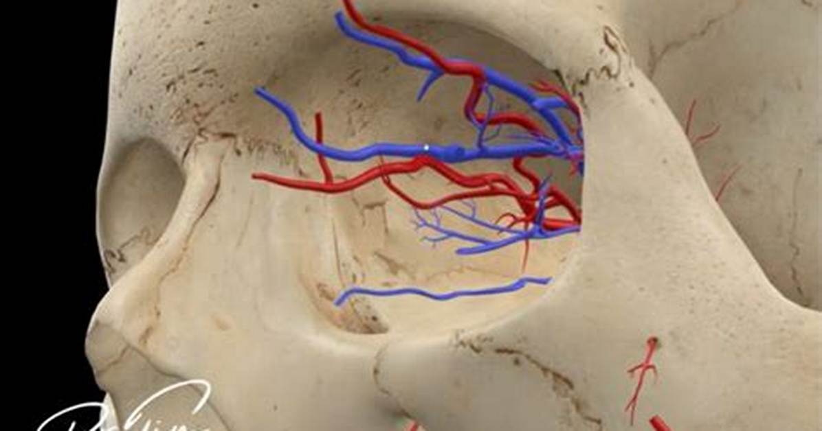 Inside the Danger Zone Anatomical Maps and Real Life Cases of Triangle Of