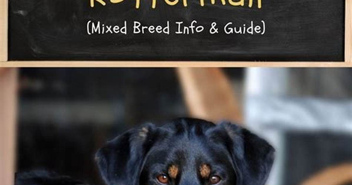 Inside the Rotterman Build What a Rottweiler and Doberman Mix Actually