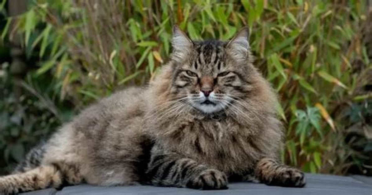 Is a Long Haired Tabby An