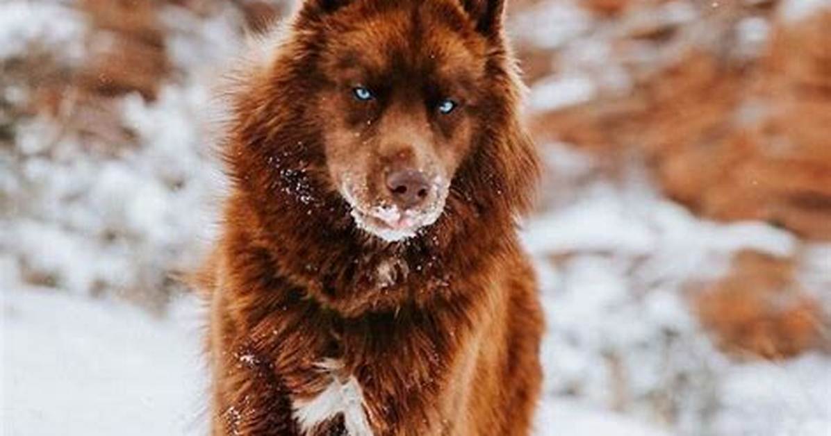 Is the Brown Siberian Husky Actually Rare the Hidden