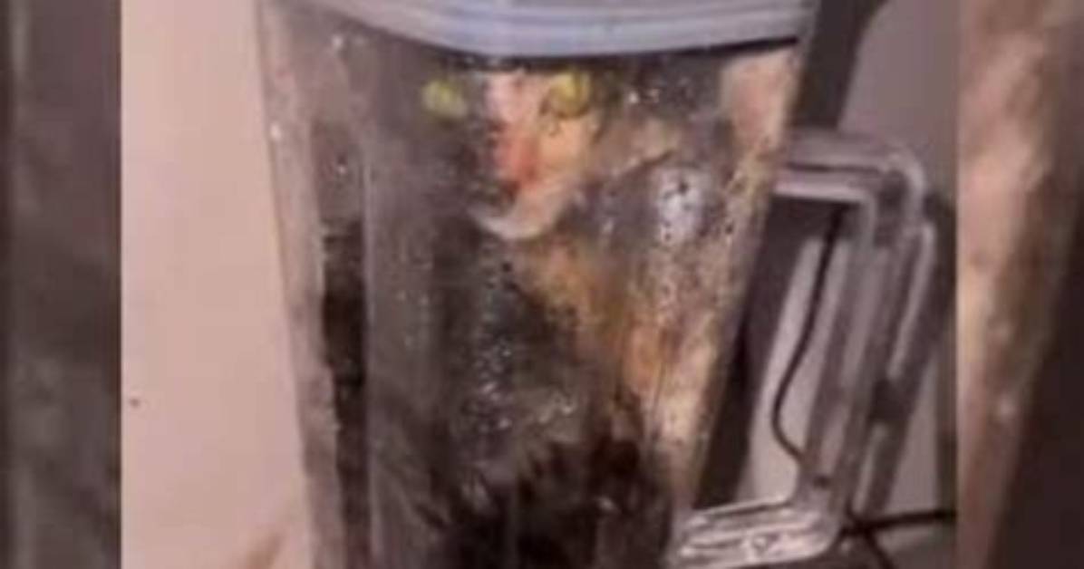 Is the Cat in a Blender Video Real Evidence Claims And