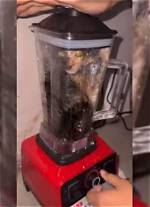 Is the Cat in a Blender Video Real? Evidence, Claims, and Fact-Checking