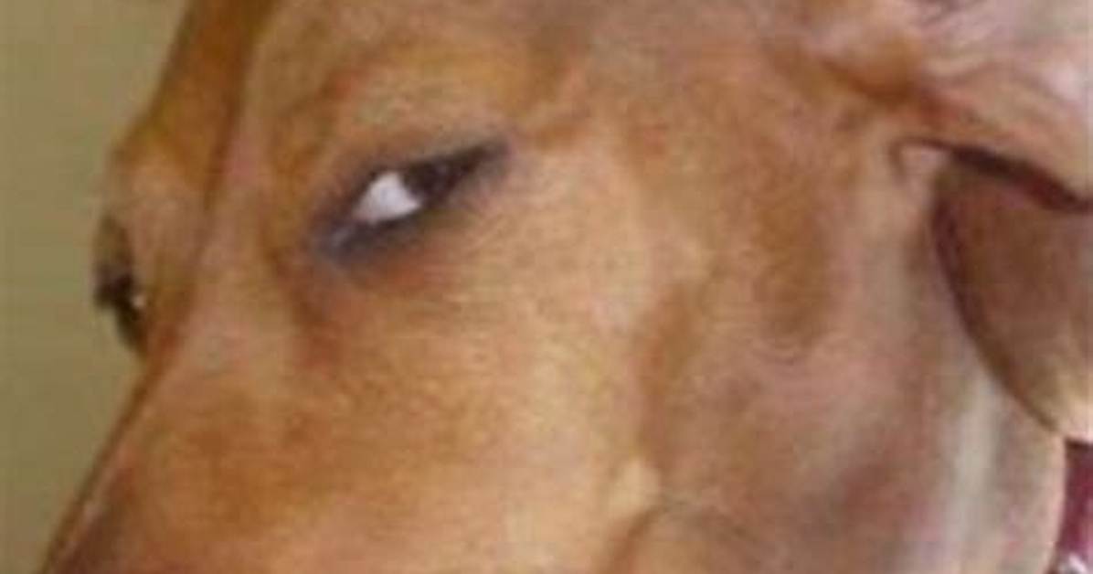 Is the Dog Smirking Meme Stolen the Truth Behind Chill Guy S