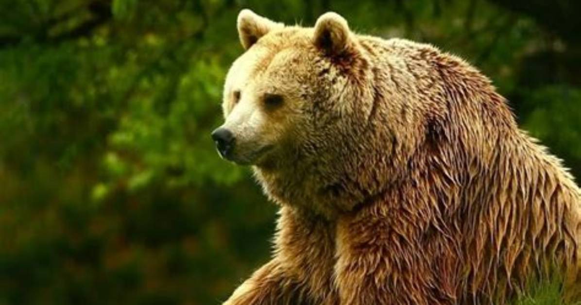 Is Unedited Footage of a Bear Real the Truth Behind The