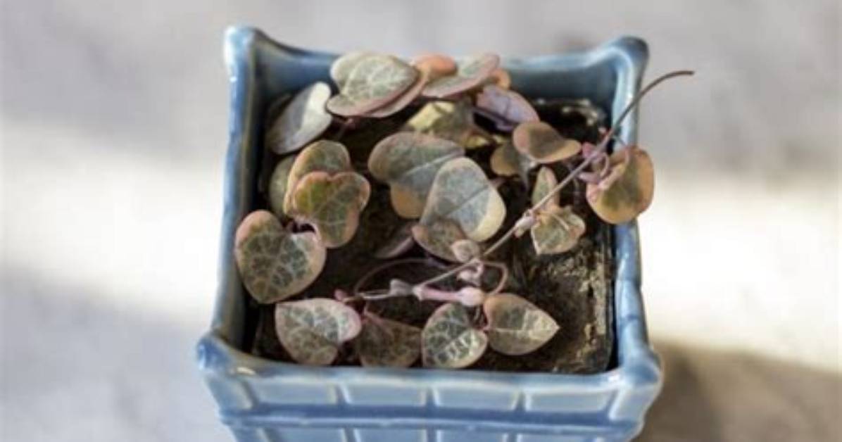 Is Your String of Hearts Dying the Costly Watering