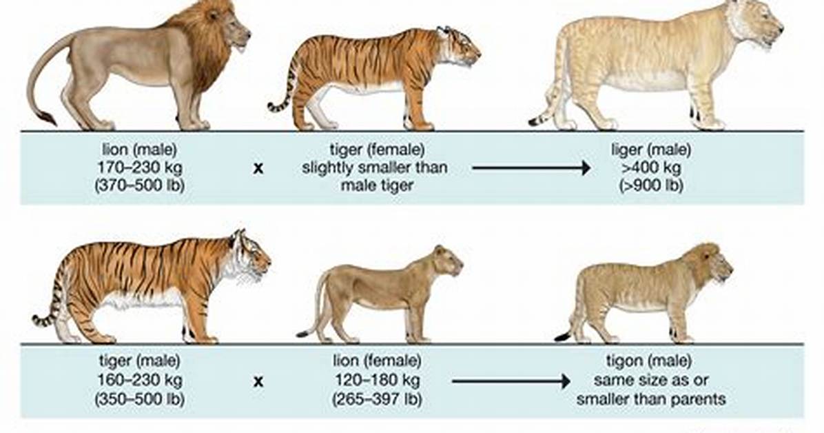 Liger vs Tigon Fact Check Do Lion Tiger Hybrids Ever Occur in The