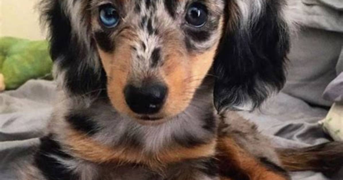 Long Hair Dapple Miniature Dachshund Care Guide Everything You Need To