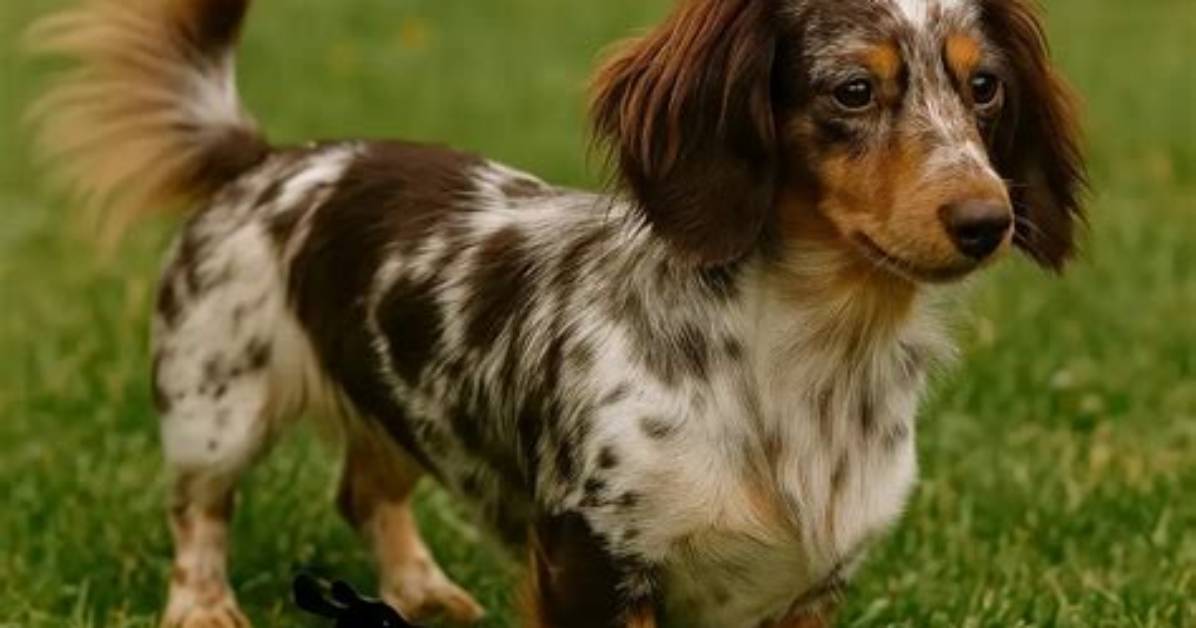 Long Haired Dapple Dachshund Truth Check Coat Genetics Health And