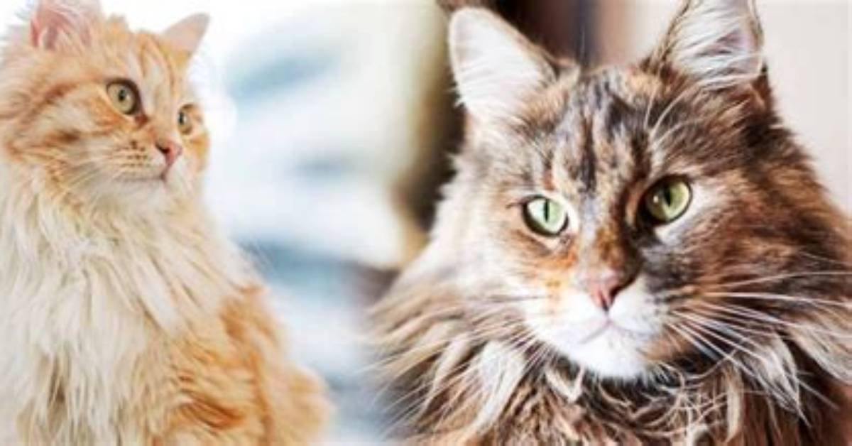 Long Haired Tabby Cat Temperament Fact vs Fiction On