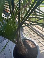 Majesty Palm Fronds Bending: Visual Signs of Thirst, Root Rot, and Light Starvation
