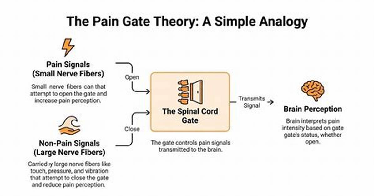 Mapping the Pain Gate Neurological Evidence and Spinal