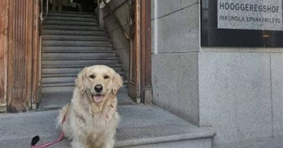 Meet Beanz the Golden Retriever Nashville S Famous Fence Dog