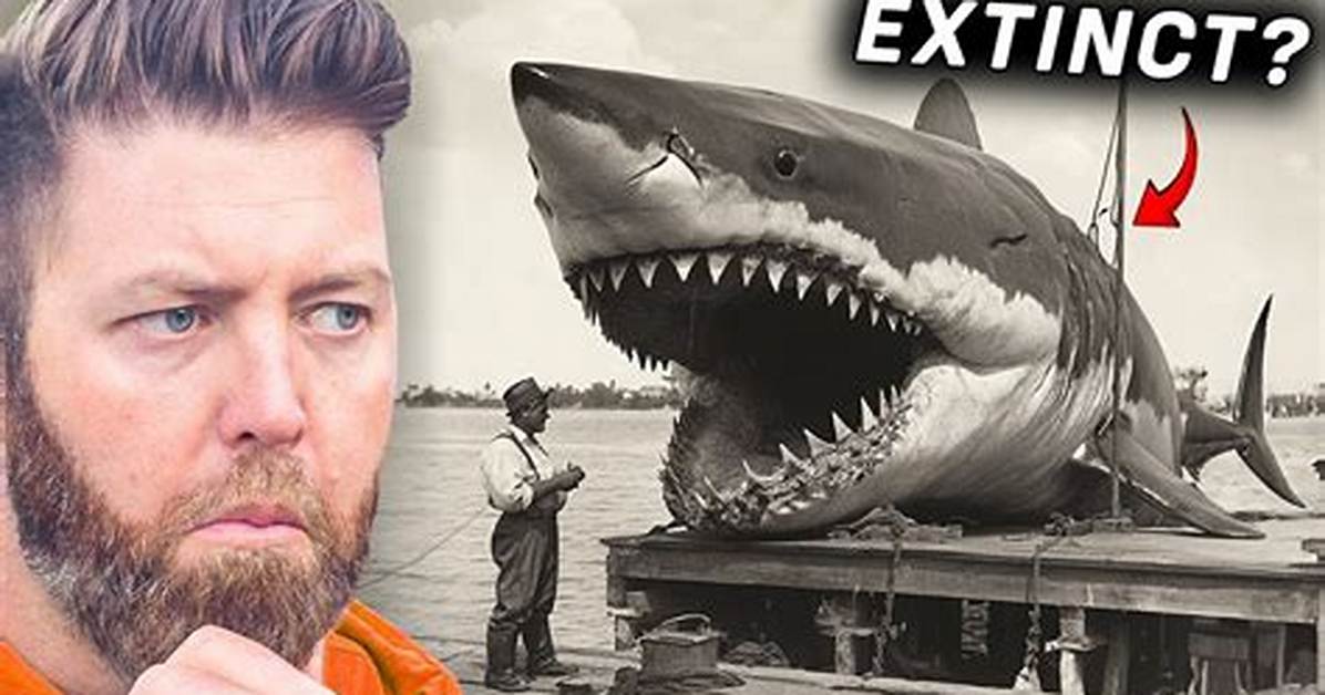 Megalodon or Myth the Shocking Reality Behind the Ocean S