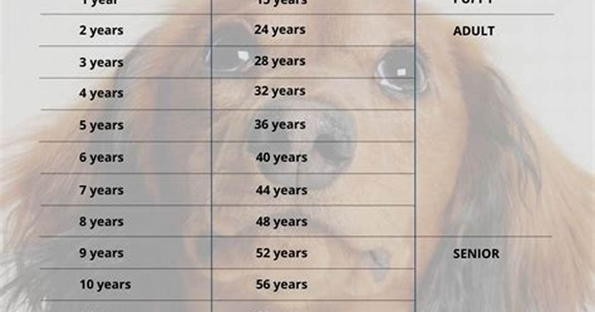 Mini Dachshund Age in Human Year S the Definitive Conversion