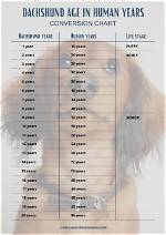 Mini Dachshund Age in Human Year's: the Definitive Conversion Chart Revealed