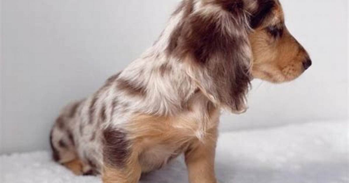 Miniature Dapple Dachshund Genetics Separating