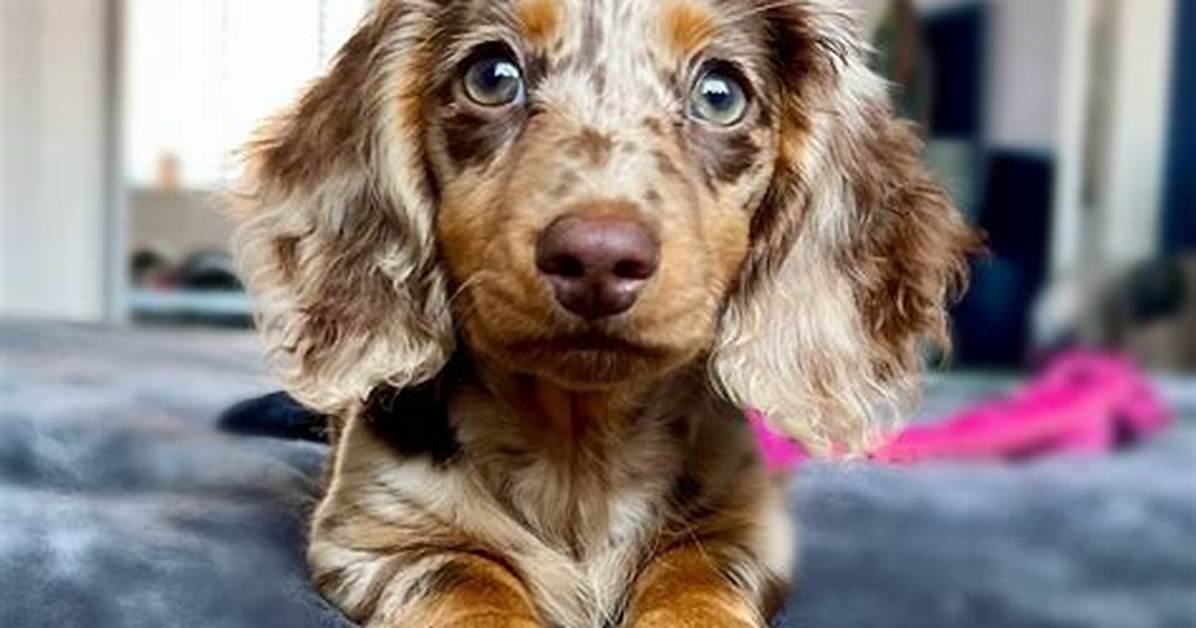 Miniature Dapple Dachshund