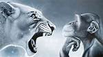 Monkey vs Lion Visual Breakdown: Real Encounters vs Stunning Primate Species