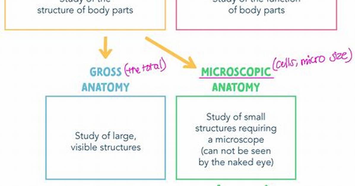Natural Anatomy Vs