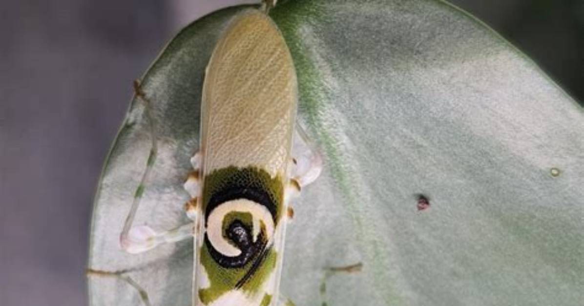 New Biomechanics Studies Reveal How Mantis and Pistol Shrimp