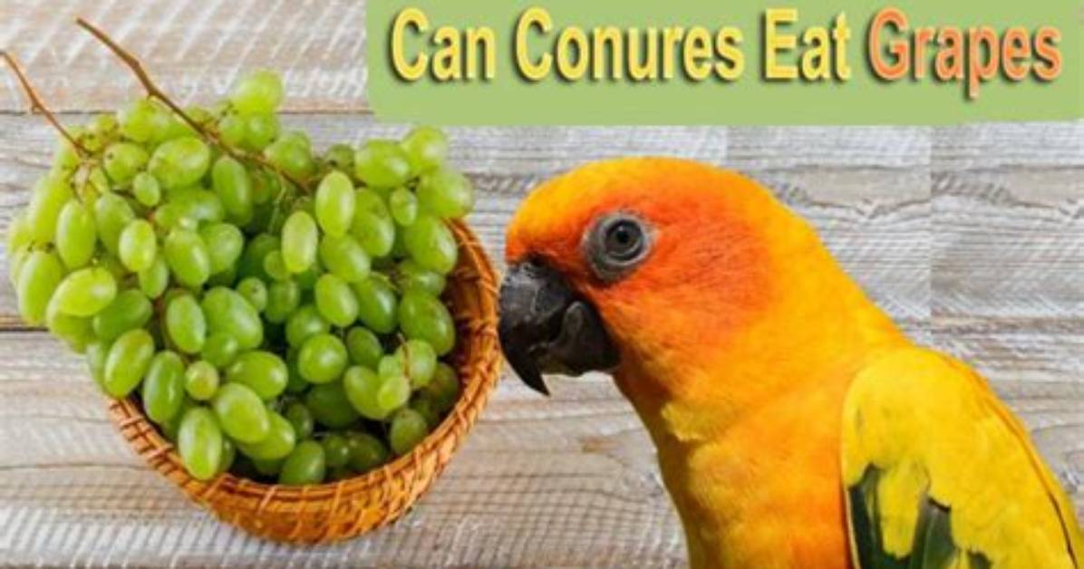 New Small Pet Diet Guidelines Where Grapes Rank Among Safe Fresh Treats For