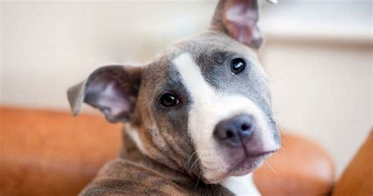 New Study Warns Staffordshire Bull