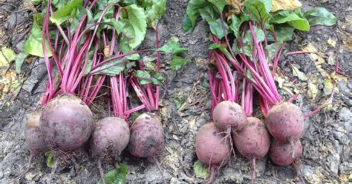 Ordering Beetroot in Spain vs Latin America a Visual Guide To