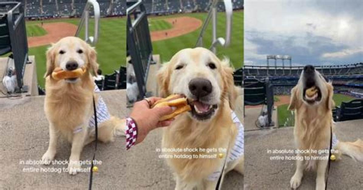 Owner Shocked After Golden Retriever