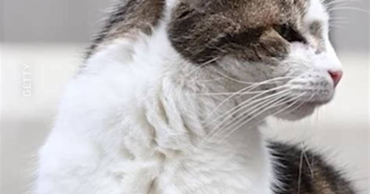 Photos and Highlights the Most Memorable Cat Birthday Celebrations Captivating The