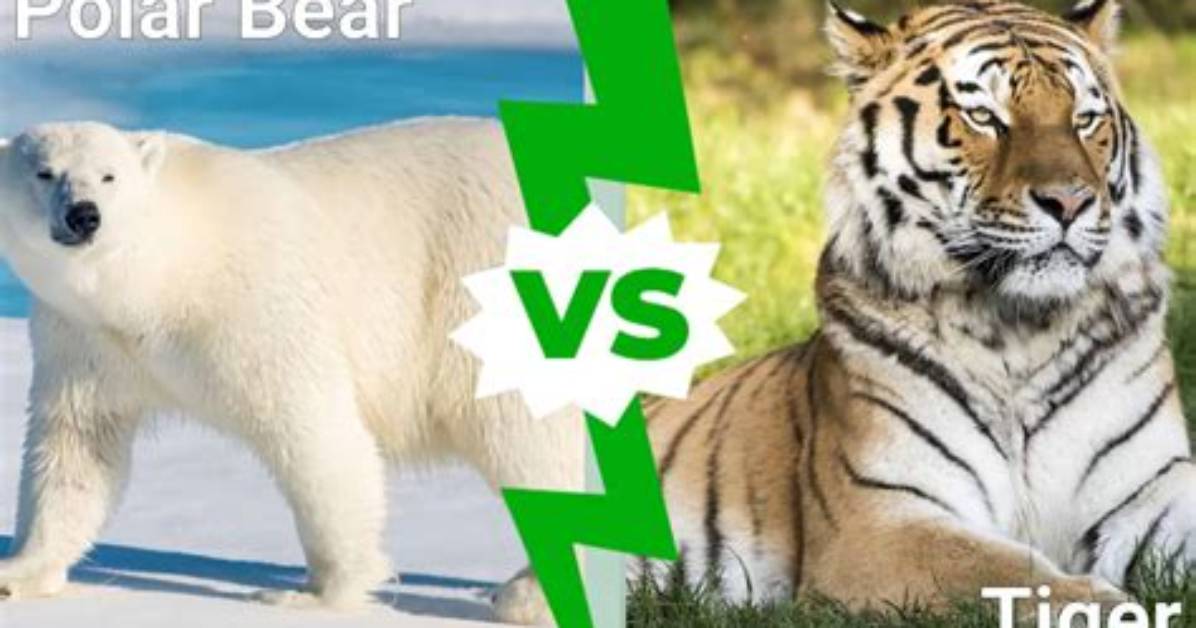 Polar Vs