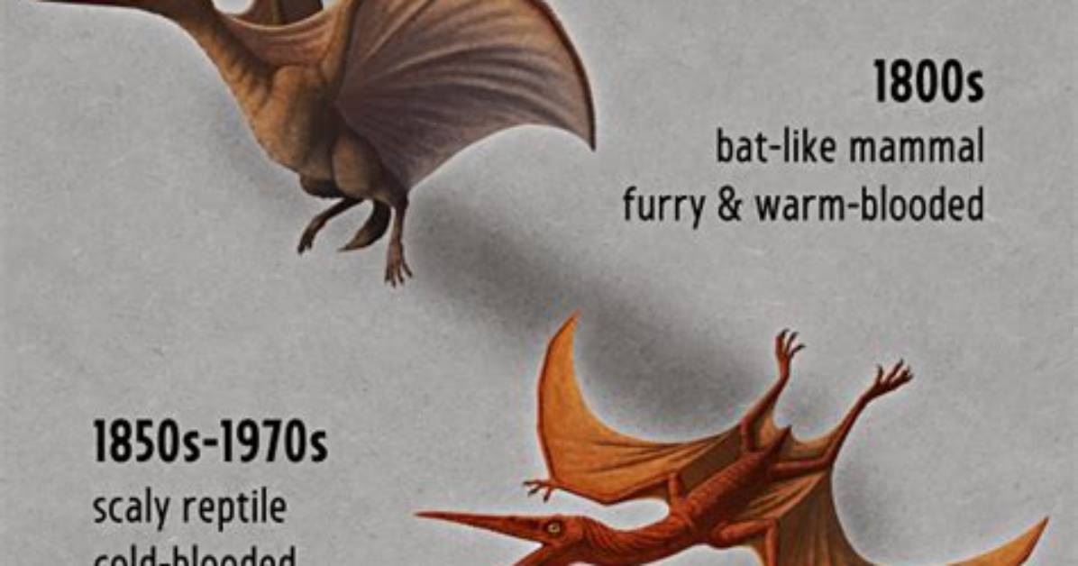 Pteranodon vs Pterodactyl the Definitive Guide to Flying