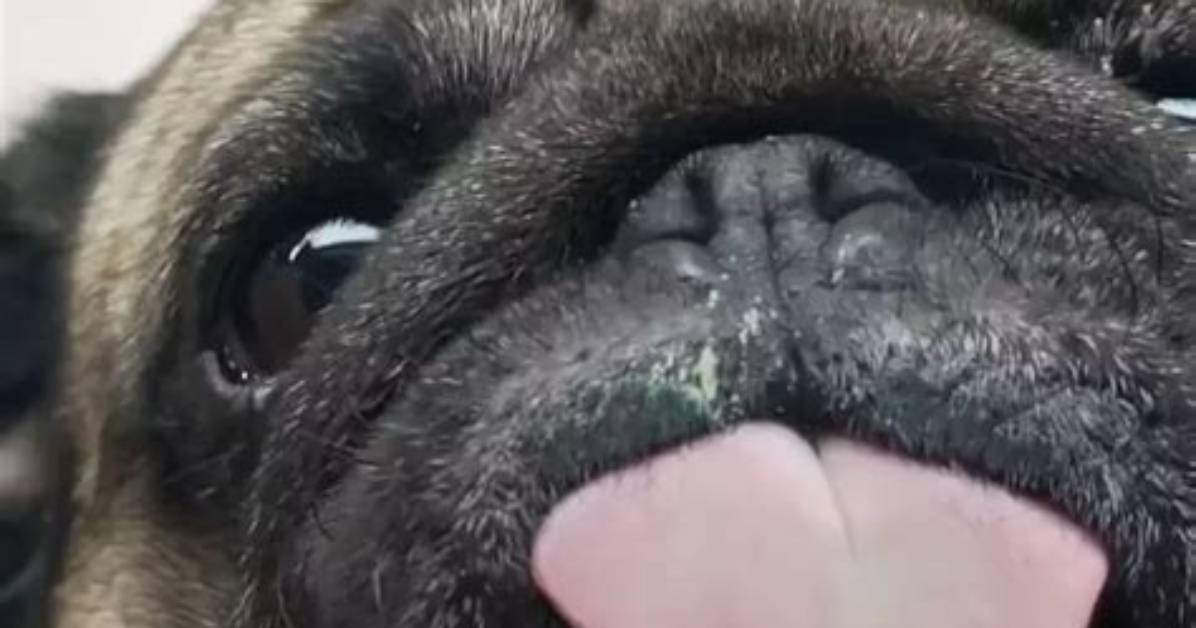 Pug Screen Licker in Action the Ultimate Visual