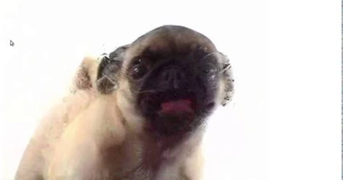 Pug Screen Licker in Action The