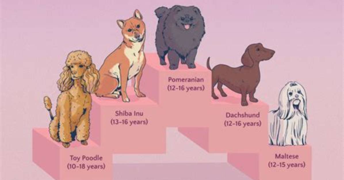Ranked Among the Longest Living Breeds